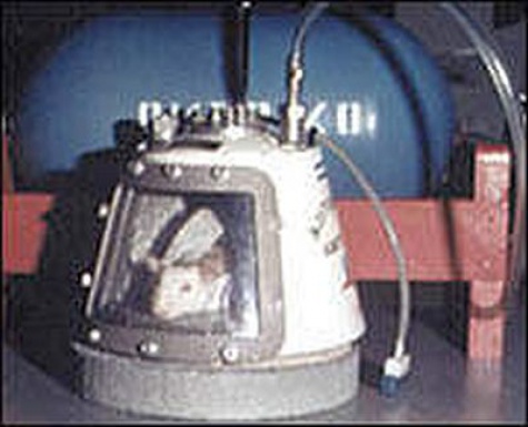 Animals in Space + space rocket Animals in Space + space rocket