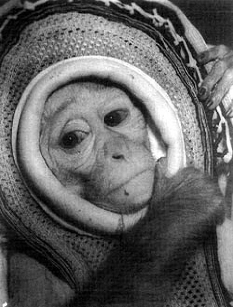 Animals in Space + space rocket Animals in Space + space rocket