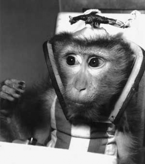 Animals in Space + space rocket Animals in Space + space rocket