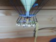 Balon Victoria