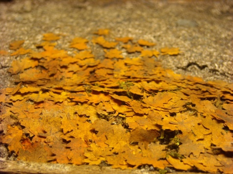 B�lorus