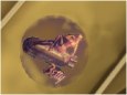 Betty / Alien Resurrection