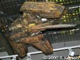 Betty / Alien Resurrection