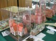 Bogatynia (PL) 11. - 12. 6. 2011