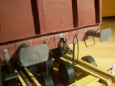 Cometto ELL EU + Es /Vte