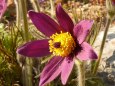 d�lna