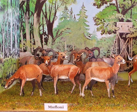 Diorama - obrázky v krabičce Diorama - obrázky v krabičce