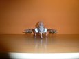 F  35 Lightning II