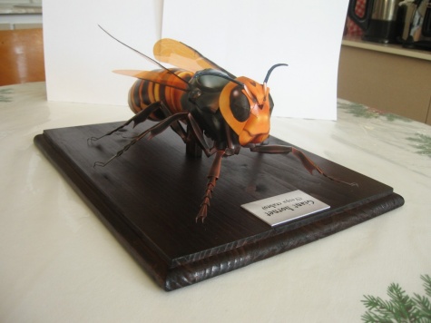 Giant Hornet