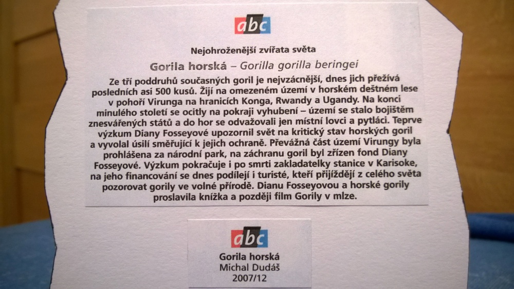 Gorila horská (Plnďż˝ velikost v novďż˝m oknďż˝) Gorila horská