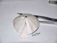 Hrobka kr�le Theodoricha