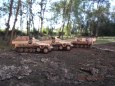 Kampfgruppe Heresch II.