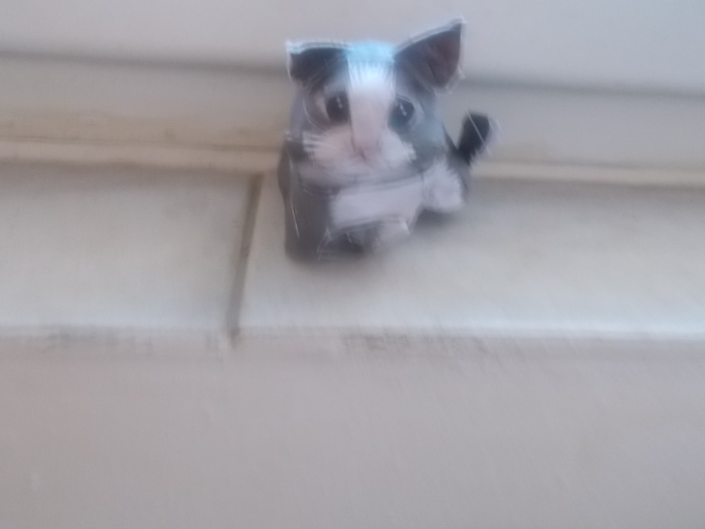 Kočičky (Plná velikost v novém okně) Kočičky