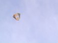 Krabicov� drak