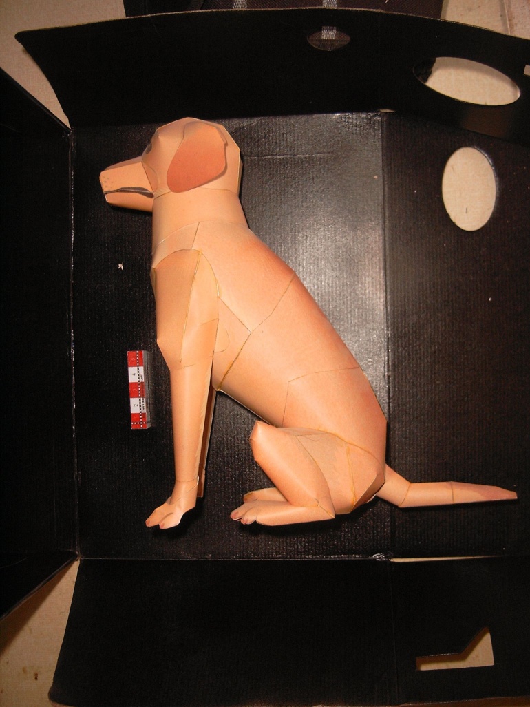 Labrador