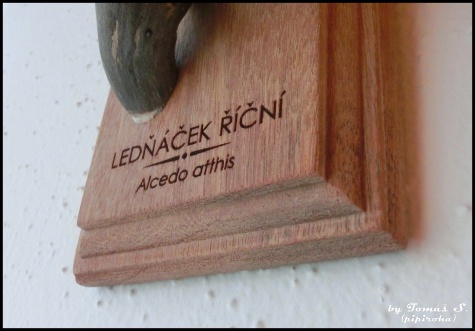 Ledňáček říční Ledňáček říční