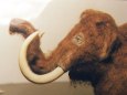 Mamut (Mammuthus primigenius)