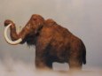 Mamut (Mammuthus primigenius)