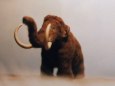 Mamut (Mammuthus primigenius)