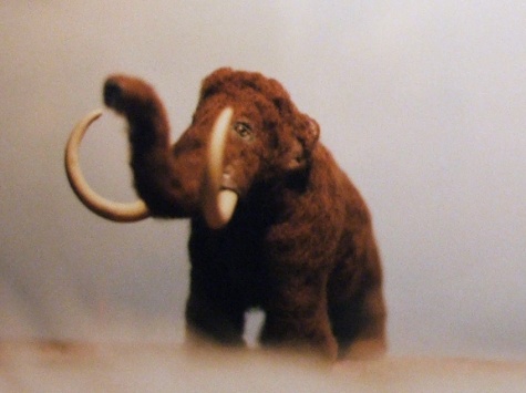 Mamut (Mammuthus primigenius)