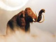 Mamut (Mammuthus primigenius)