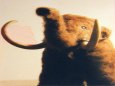 Mamut (Mammuthus primigenius)