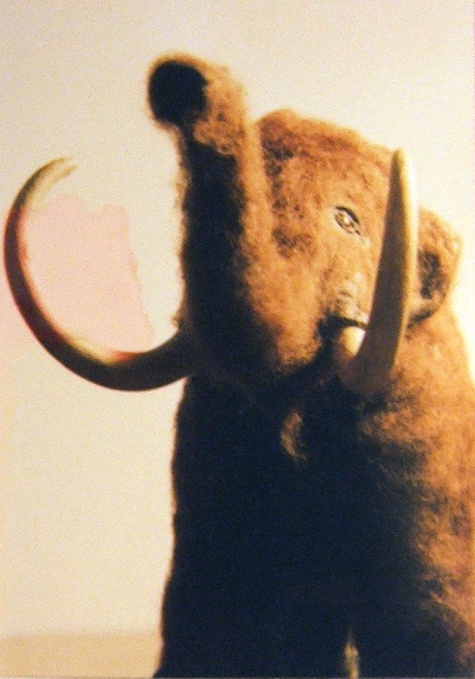 Mamut (Mammuthus primigenius)
