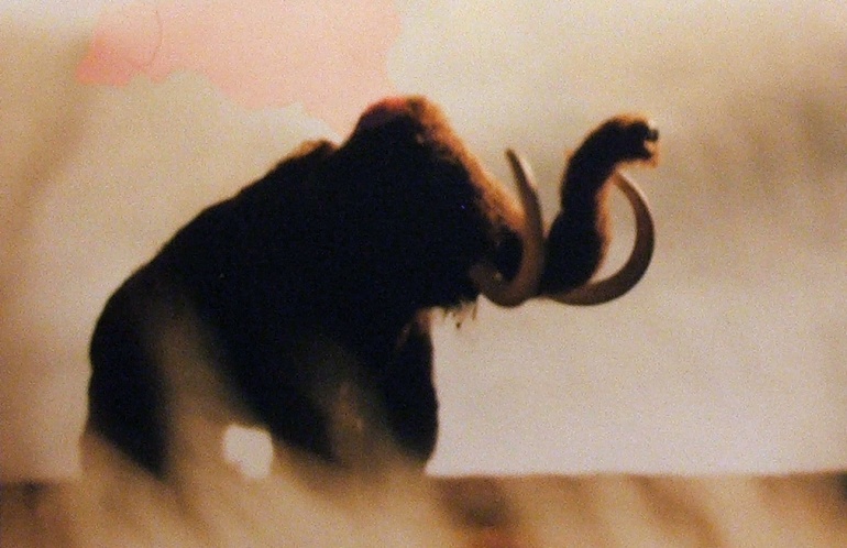 Mamut (Mammuthus primigenius)