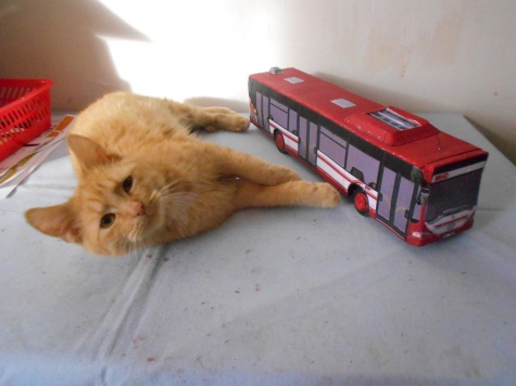 MB Citaro