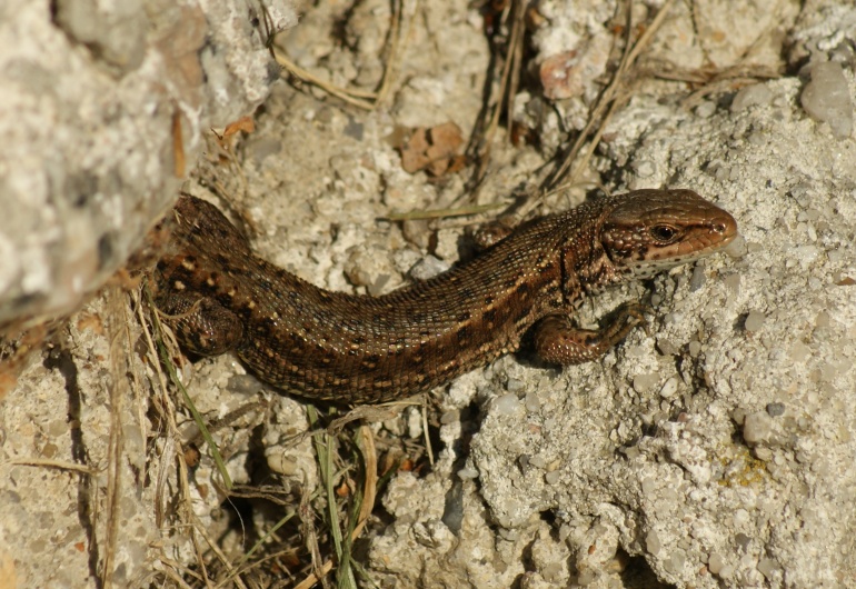 Olesnica 2010
