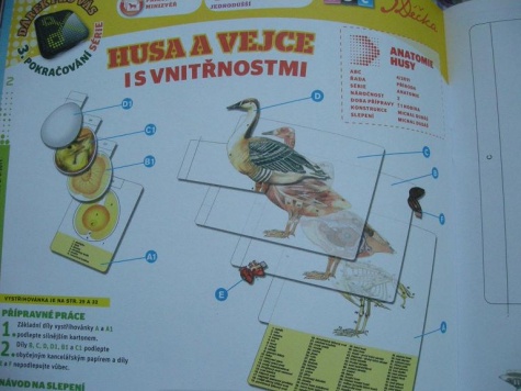 Ostatní -Med. Ostatní -Med.