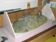 ostatn�