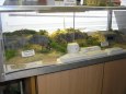 Pap�rov� Jaro Chodov 2009