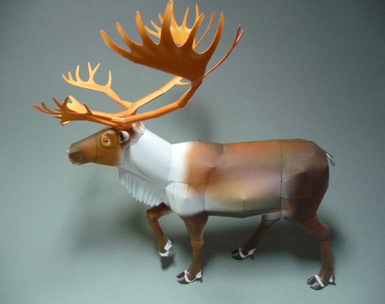 Reindeer - Sob (Plná velikost v novém okně) Reindeer - Sob