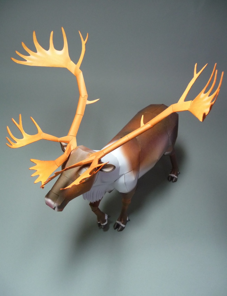 Reindeer - Sob (Plná velikost v novém okně) Reindeer - Sob