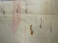 ROYAL CAROLINE 1749