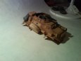 sd kfz 222