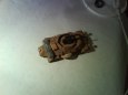 sd kfz 222