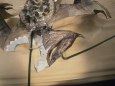 Skyrim dragon