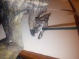 Skyrim dragon