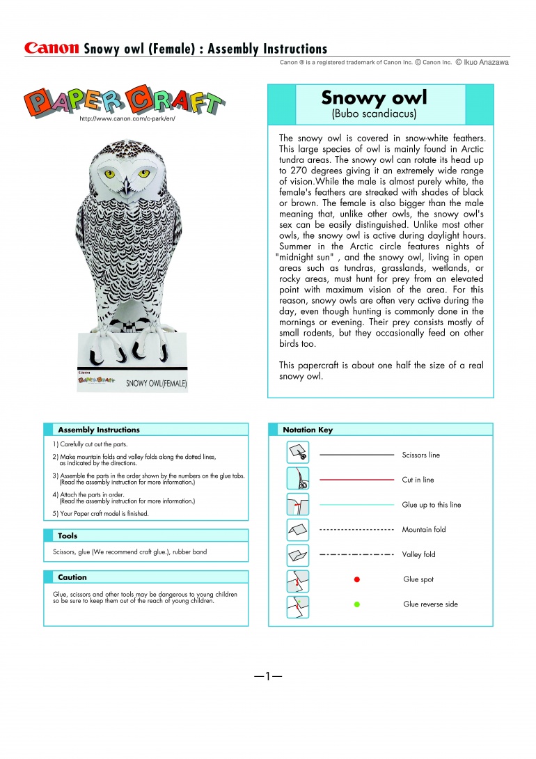 Snowy Owl - Sněžná sova (Plná velikost v novém okně) Snowy Owl - Sněžná sova
