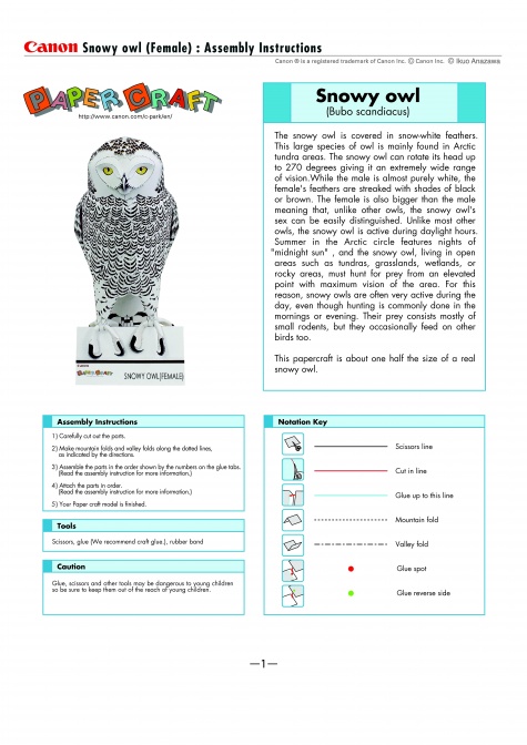 Snowy Owl - Sn�n� sova