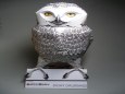 Snowy Owl - Sn�n� sova