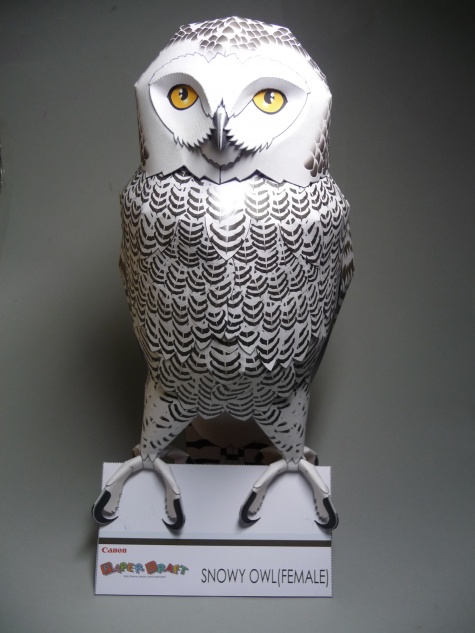 Snowy Owl - Sn�n� sova