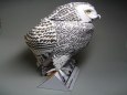 Snowy Owl - Sn�n� sova