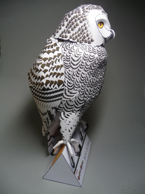 Snowy Owl - Sn�n� sova