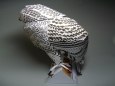 Snowy Owl - Sn�n� sova
