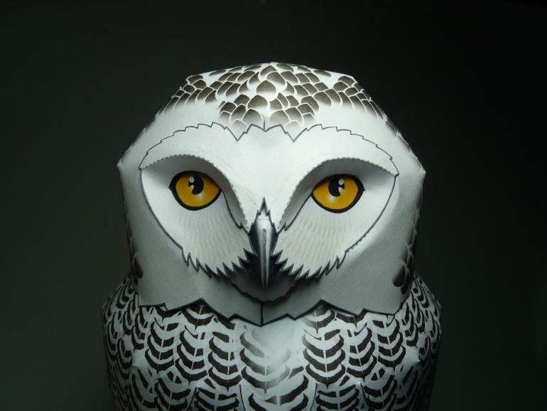 Snowy Owl - Sněžná sova (Plná velikost v novém okně) Snowy Owl - Sněžná sova
