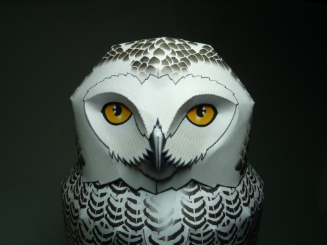 Snowy Owl - Sn�n� sova