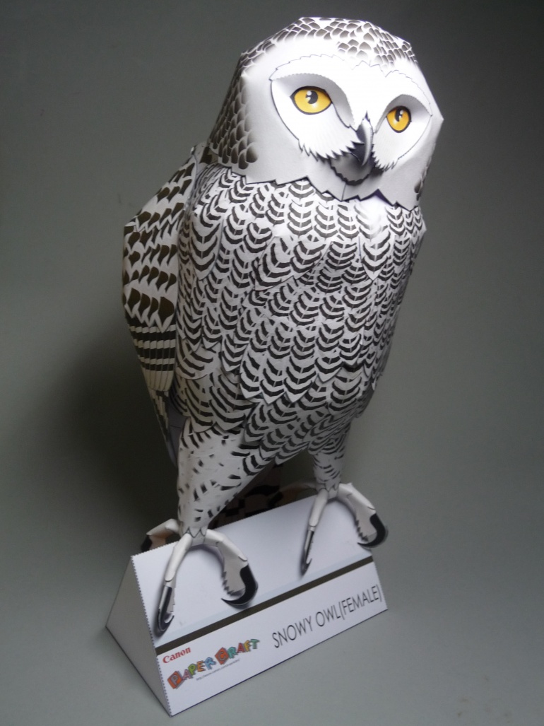 Snowy Owl - Sn�n� sova